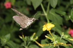 IMG_9465