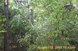 IMG_0018