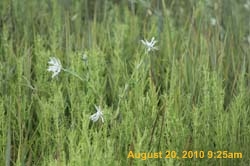 IMG_0034
