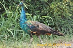 IMG_0150
