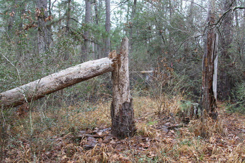 IMG_3742