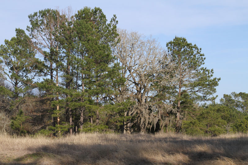 IMG_3923