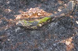 IMG_3751