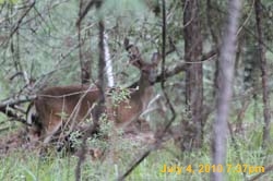 IMG_0768