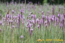 IMG_0772