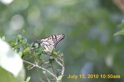 IMG_0778