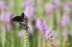 IMG_0793