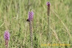 IMG_0800