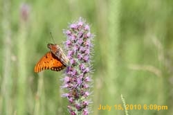 IMG_0801