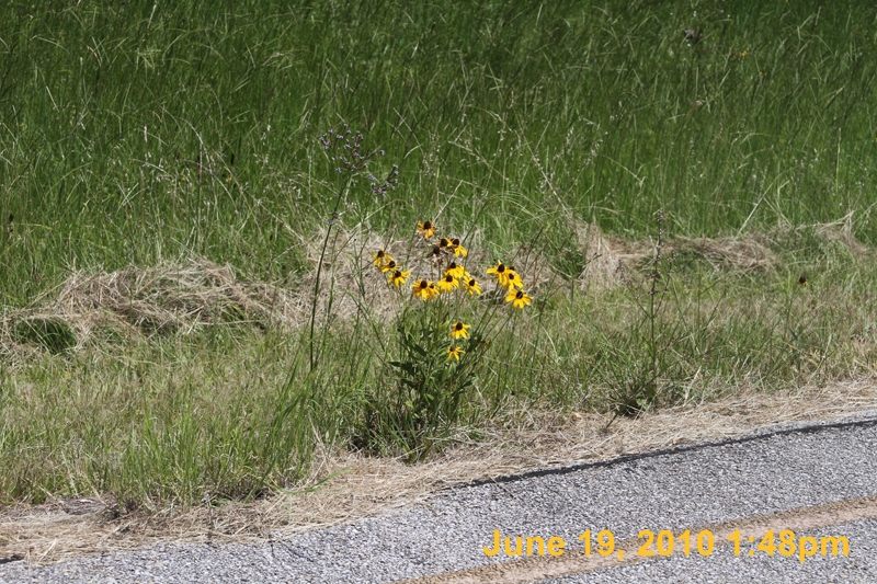 IMG_8496