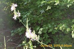 IMG_8472