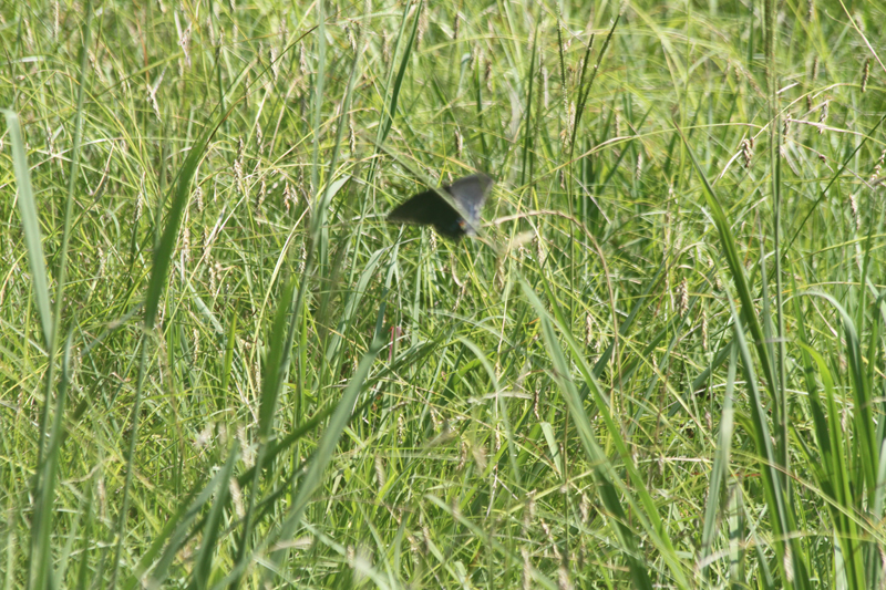 IMG_0603