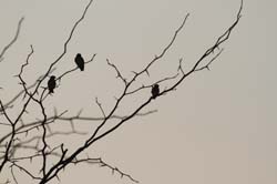 IMG_0618