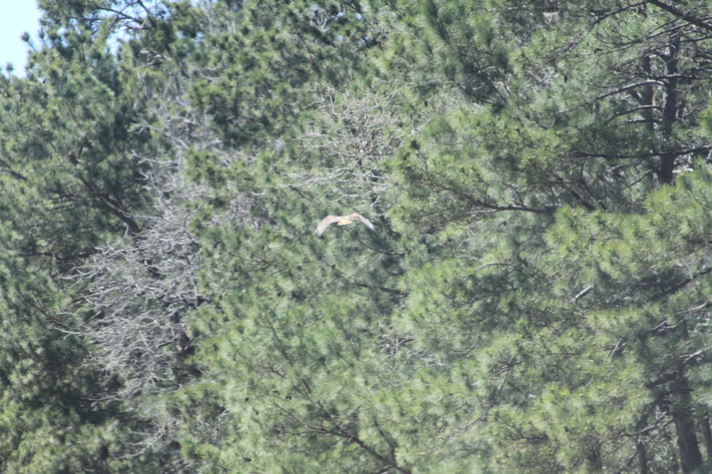 IMG_4220