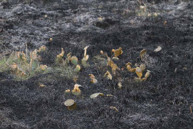 IMG_5163