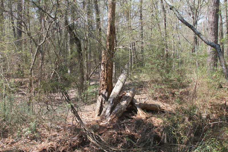 IMG_5382