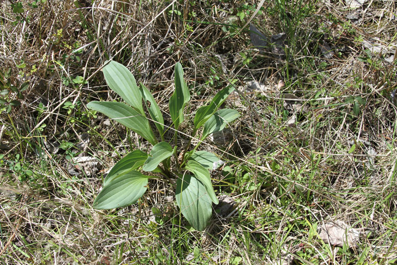 IMG_5556
