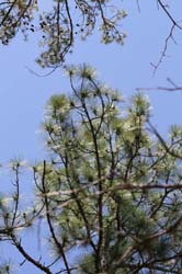 IMG_0087
