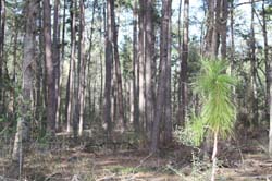 IMG_0232