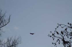 IMG_0467