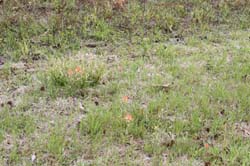 IMG_0604