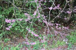 IMG_0634