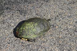 IMG_8061