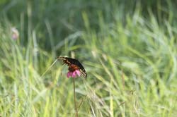 IMG_0345