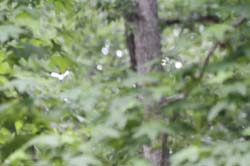 IMG_0447