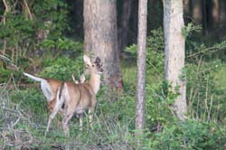 IMG_0468