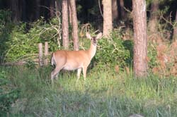 IMG_0474