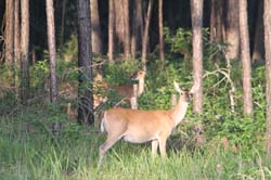 IMG_0475