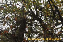 IMG_1980