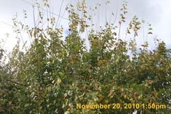 IMG_2321
