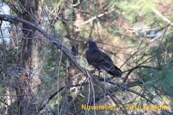 IMG_1361