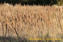IMG_1365