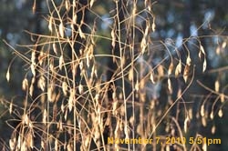 IMG_1376