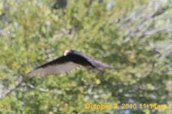 IMG_1113