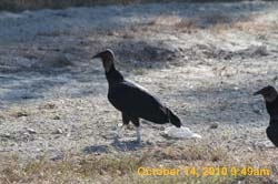 IMG_1171