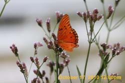 IMG_1211