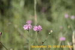IMG_0660