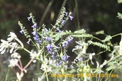 IMG_0661
