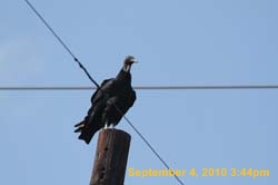 IMG_1022