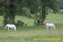 IMG_0970