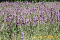 IMG_1288