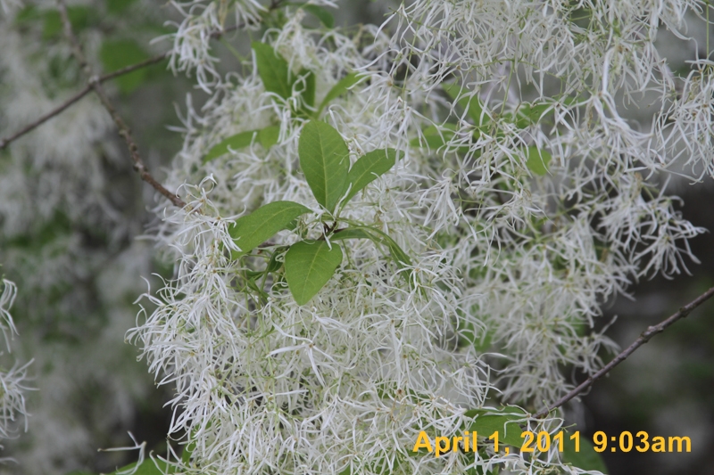 IMG_2442
