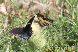 IMG_2509