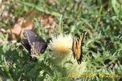 IMG_2511