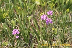 IMG_2560