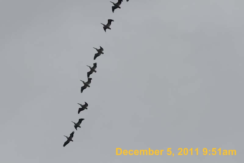 IMG_0262